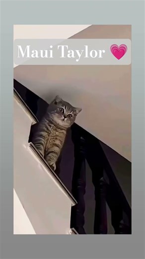 WOMAN USING COMFORT ROOM, SHOCKED TO FIND RAT INSIDE TOILET 🐀