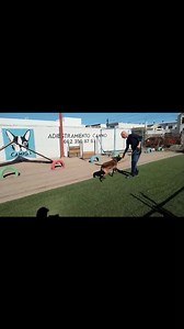 Para qué nos sirve la obediencia básica? Nos sirve para un mejor manejo y control del perro en diferentes escenarios así como es una gran herramienta para la modificación de conductas Informes al 6623508757 o visita nuestra página web www.camiso.club APRENDE ADIESTRA Y DIVIERTETE | Camiso Club de Adiestramiento Canino | Facebook