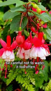 7.2K views · 230 reactions | How to care for fachsias #gardening #gardeningtips #homegarden #garden #houseplants #plants #planting #fuchsia #viralreelsシ | Planting Fever | Facebook