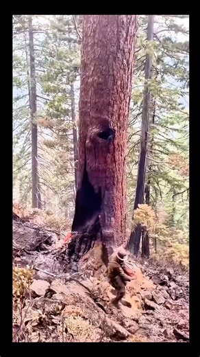 tree collapsed using chainsaw