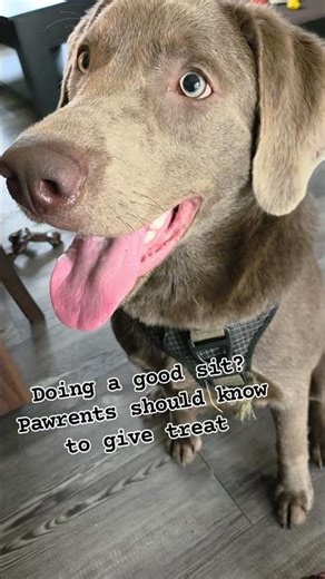 This is a basic trick they should know. Do your pawrents know this trick? #dog #labrador #funny