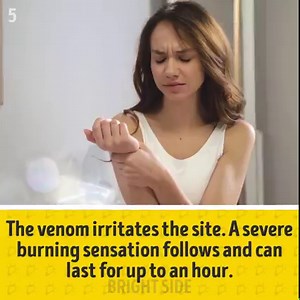 10 insects you’d better not mess with | Bright Side