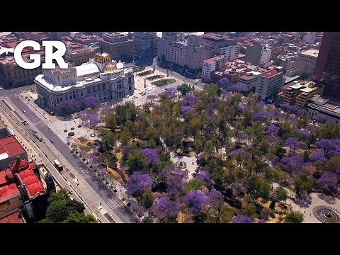 Época de jacarandas: La CDMX se pinta de morado