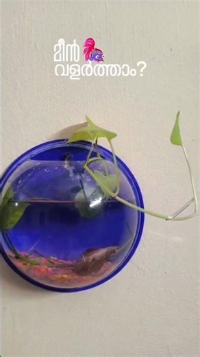വീട്ടിൽ സ്ഥലം കുറവാണോ??.ഇങ്ങനെയും മീൻ വളർത്താം 🦈🐟🐠
