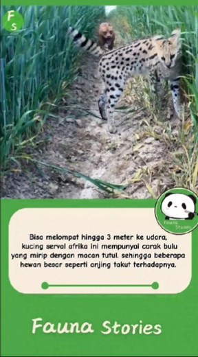 Kucing serval Afrika (Leptailurus serval) adalah kucing liar berukuran sedang yang berasal dari Afrika. Berikut beberapa fakta menarik tentang serval: 1. Habitat dan Persebaran Serval banyak ditemukan di padang rumput, sabana, dan daerah berhutan di Afrika, terutama di dekat sumber air. Mereka tidak ditemukan di gurun dan hutan hujan lebat. 2. Ciri Fisik Memiliki tubuh ramping dengan kaki yang panjang dan telinga besar. Pola bulunya berupa tutul hitam di atas latar belakang kuning keemasan, miri