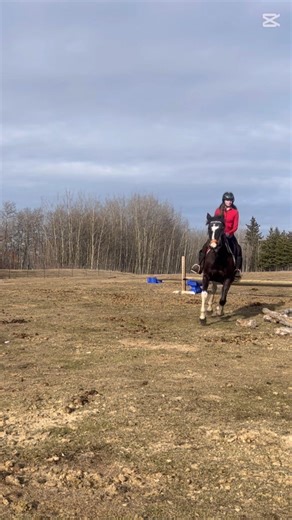 Oxer #horse #equestrianjourney #equestrian #horsegirlenergy #horsegirl #equestrianlife #horseriding