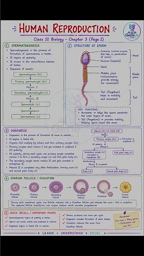 📘 Class 12 Biology NotesChapter 3: **Human Reproduction** 🧬👶#reneet2026 #neetbiology #revisionnotes