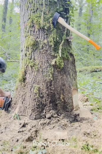 137K views · 1.3K reactions | Cutting down a big oak Tree | Robert Climber | Robert Climber | Facebook