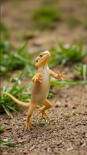 "The Frilled-Neck Lizard: The Lizard with a Crown"