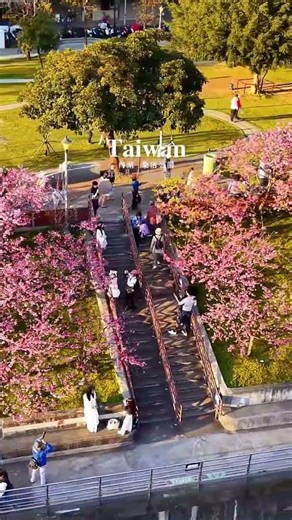 East Lake Lohas Park Cherry Blossom Season