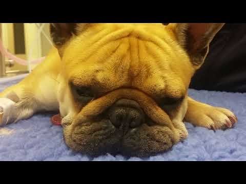 Obstructive Breathing and Snoring from Elongated Soft Palate in the Brachycephalic Dog