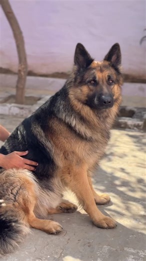 SULTAN on Instagram: "Challenge in District-Bulandsharh Largest german shepherd in district bulandsharh . . #germanshepherd #largestgsd #germanshepherds #viral #trendreels"