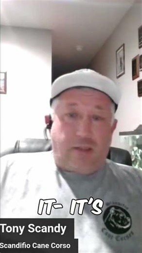 Stop Breeding Unstable Dogs! A Breeder's Reality Check #shorts