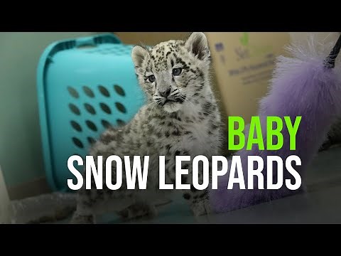 Physical Therapy For Baby Snow Leopards!