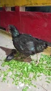 Baby Chicks Hatching 🐣 | Newborn Chicks Cute Moments #Shorts January 3, 2026