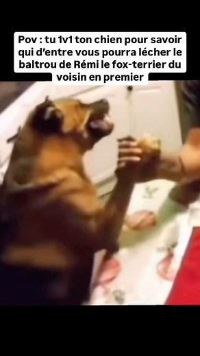 RLS Nebula on Instagram: "Chef t’as déjà ton pigeon décédé au coin de la rue… ( crédits : Scooby dog dans le film Le Lustre Doré ) @cursed.image5 pour l’image #meme #lol #mdr #ptdr #réel #reels #video #viral #chien #scooby #film #explore #page #explorepage #spotlight #fyp #foryou #pourtoi #humour #rafikilombragésaucerapisdesouris"