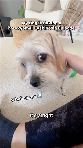 what does it look like when a dog taking anti-seizure medication has a paroxysmal dyskinesia episode? this video, which has been edited down a bit, shows what it looks like when a pup like rambo with this rare movement disorder starts experiencing symptoms. we’re sharing this to help spread awareness and education, NOT to scare people! rambo’s condition is being managed well with keppra, an anti seizure medication. but sometimes these episodes (or “moments” as we call them in our house, i.e. “uh