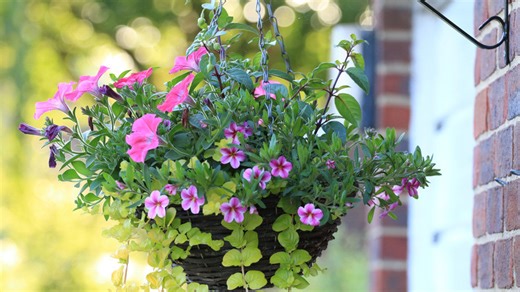 16 hanging basket flower & plant combinations for a stunning porch display