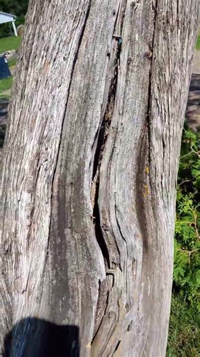 Got to use the Red Max pole saw recently this Cedar tree was in really rough shape and was blocking the view of the new window, you could see right through the trunk so it wasent very safe either. Will also make it easier to reshape the driveway around the new garage. #modernhomestead #homesteading #homestead #diy #polesaw #redmax #treeremoval | Modern Homestead