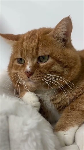 Unleash Your Cat's Charm: Mix Styles, Not Just Basics! Cute pets, Cat fashion, Style tips