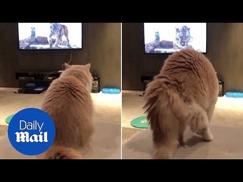 Hilarious moment cat is scared by roaring tiger in a TV movie