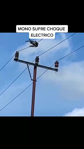 Monkey Adventures: Surprising Encounters and Skills