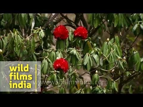 Tree Rhododendron (Rhododendron arboreum) Flowering in the Himalayas