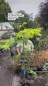 1K views · 40 reactions | Gleditzia Sunburst is a colourful tree with...