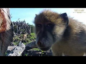Curious Baboons Discover Safari Live Cam | ol Donyo Lodge Live Stream | Great Plains Conservation