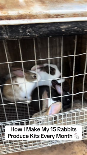How I Make My 15 Rabbits Produce Kits Every Month 🐇 If you have 12 female rabbits and 3 males, you can plan breeding so that kits are born every single month. Here is the simple system I use: Month 1 – Mate 4 females Month 2 – Mate another 4 females Month 3 – Mate the last 4 females Rabbit pregnancy is about 30 days, so births will start like this: Month 2 – First 4 rabbits give birth Month 3 – Second 4 rabbits give birth Month 4 – Last 4 rabbits give birth After that, repeat the cycle again. S