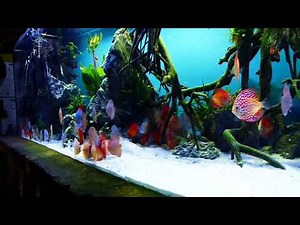 Fütterung unserer STENDKER Diskusfische