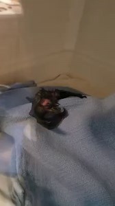 8.8K views · 347 reactions | A big brown bat rescued from a glue trap is grooming his wings to remove the glue and the oil that was needed to free him from the sticky glue trap. The top of his head is pink where the hair was pulled out by the trap. Please do not use glue traps - they cruelly kill mice, birds, bats, and we've seen them kill the snakes and screech owls that prey on mice. #nogluetraps #savebats # wildlifeveterinarycare.org | Wildlife Vet Care | Facebook