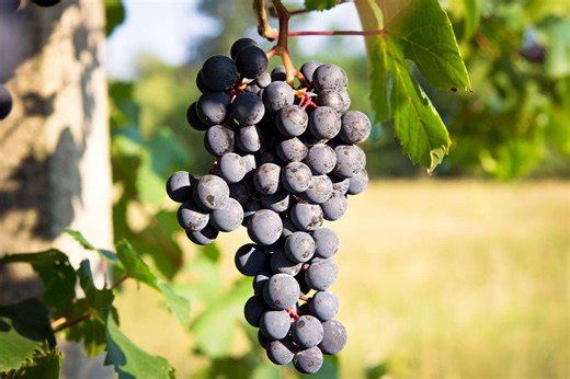 Everything You Need to Know About Barbera Wine