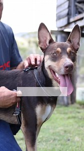Tired of tug-of-war walks? Say hello to the EzyDog Crosscheck Harness — the ultimate no-pull training solution for dogs of all sizes, including puppies! With its unique girth-checking system and escape-resistant design, you’ll get control without compromising comfort. Whether you’re training or just strolling, this harness does it all. ✔️ No-pull, no-stress ✔️ Escape-proof fit ✔️ Multiple leash points ✔️ Built tough with premium EzyDog materials | EzyDog