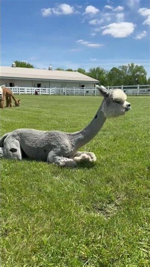 Paisley in the pasture😍🦙