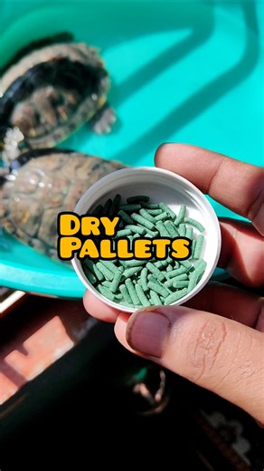 Red Eared Slider Feeding 🍤🐢 #shorts #turtle