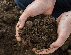 Humusaufbau: So wird der Boden fruchtbarer