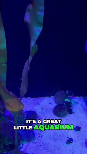 Exploring Hamilton's Native Fish: A Dive into Local Aquatics