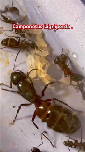 Camponotus Ligniperda et c’est repartie pour elle .💚💛❤️