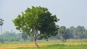 The eye-catching tree that's the ideal camouflage for your garden - Netmums