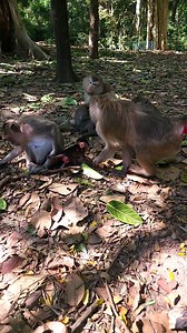 6.1K views · 50 reactions | Mom help... Cute baby monkey Patch scare mama Teresa drag her away from mom. | Newly Monkey Reel | Facebook
