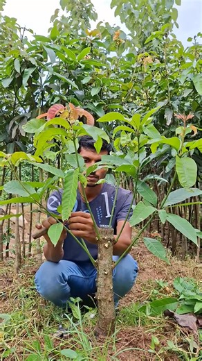 3.2K views · 25 reactions | Growing mango tree by grafting 省 ° ° ° ° ° #agriculture #farming #lifeofafarmer #alifeofafarmer #reelsviralシfb #flowers #gardening #garden #tips #fblifestyle | Life Of A Farmer | Facebook