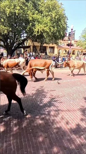Real Texas Cattle Drive