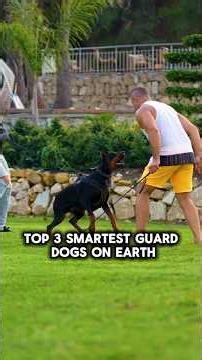 Top 3 Smartest Dog Breeds in the World #dogfacts #dogshorts
