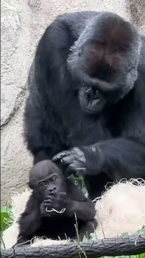 30‑Year‑Old Gorilla Becoming First‑Time Mom