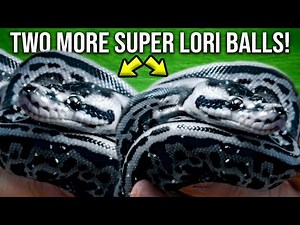 HATCHED TWO MORE BLUE AND SILVER SNAKES!! SUPER LORI LEOPARDS!! | BRIAN BARCZYK