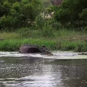 1.3M views · 10K reactions | Crocodile vs Wildebeest #animals #animalsattack #hunting #wildlife #wildlifephotography #animalswildlife | ABMCI Mission Bouaké | Facebook