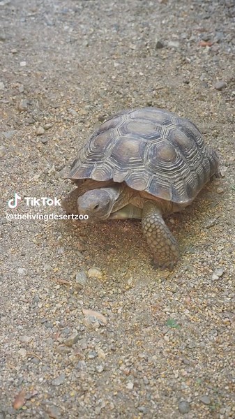 🐢 Let’s shell-ebrate the desert tortoise together! Here’s how you can join The Living Desert in protecting and preserving local desert tortoise populations: ➡ 𝗖𝗼𝘃𝗲𝗿 𝗬𝗼𝘂𝗿 𝗧𝗿𝗮𝘀𝗵 - Though ravens are a natural predator of the desert tortoise, thanks to the abundance of resources provided by humans, the California desert raven populations are roughly 17 times larger than they were 50 years ago and are now the leading cause of tortoise mortality. ➡ 𝗢𝗯𝘀𝗲𝗿𝘃𝗲 𝗳𝗿𝗼𝗺 𝗮 𝗗𝗶𝘀𝘁𝗮�