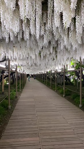 足利花卉公園：4月28日大藤・白藤見頃