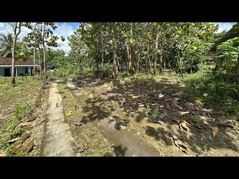 Teak garden yard land ready for harvest